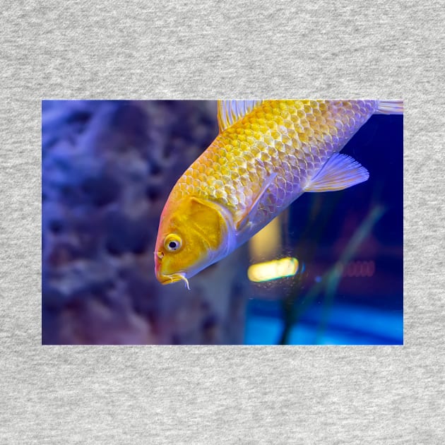 Golden yellow Ogon Koi carp fish by lena-maximova